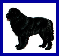 a well breed Newfoundland dog